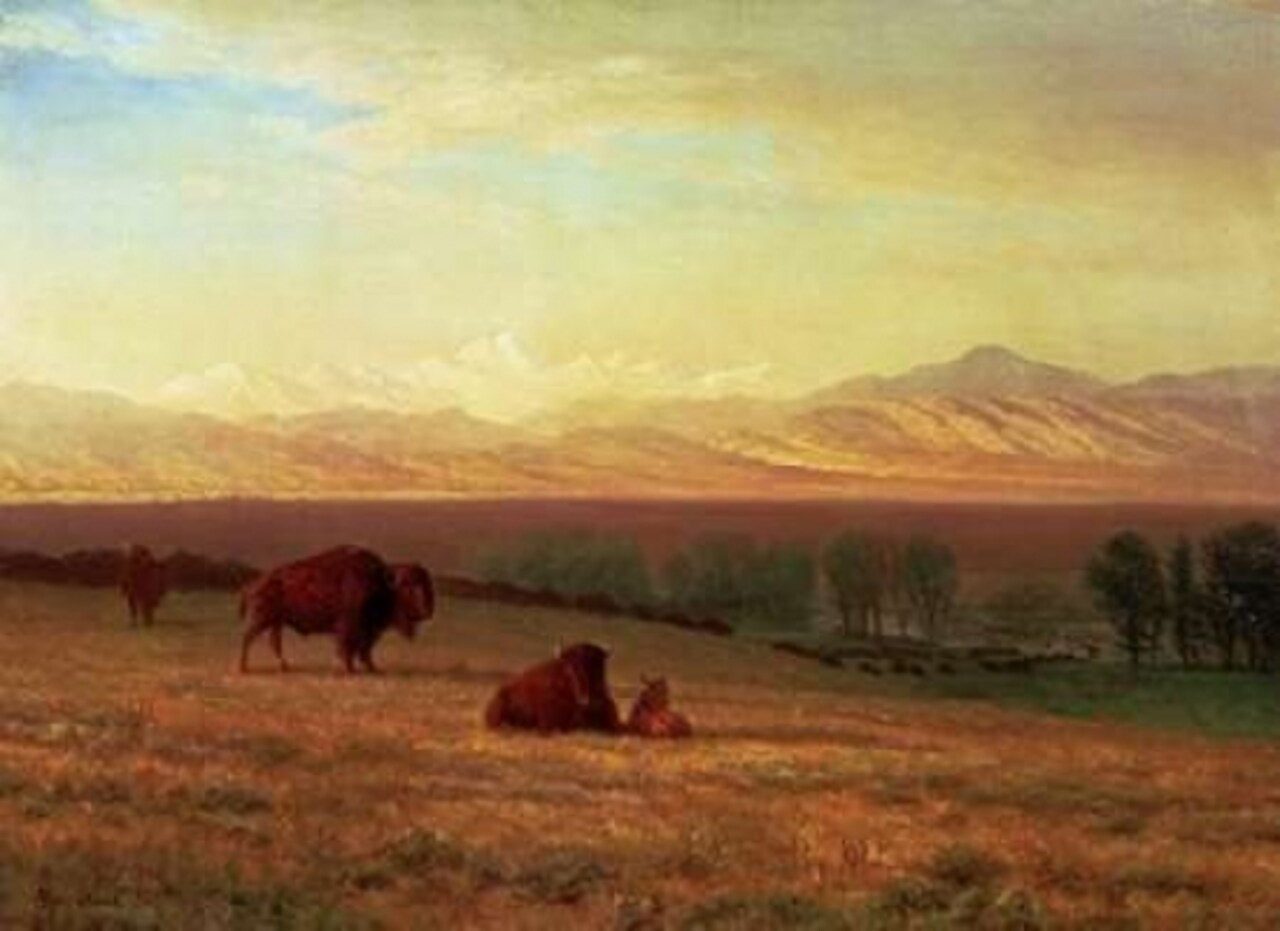 Buffalo on The Plains Poster Print by Albert Bierstadt - Item # VARPDX267725